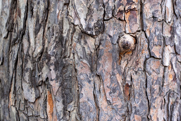 Perennial mahogany, longevity and beautiful patterns.