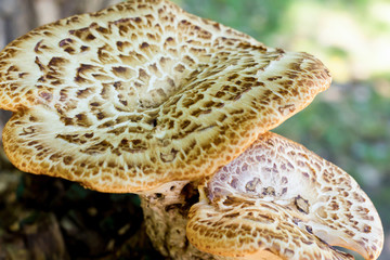 big mushroom hat white brown pattern on the surface macro natural background vegetable eco