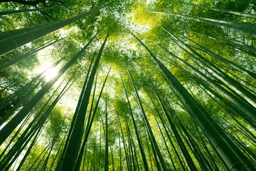 Fotobehang Arashiyama bamboebos in Kyoto, Japan. © BUSARA