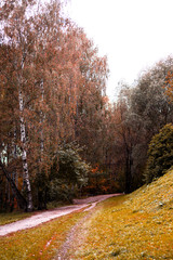 Fototapeta premium Path in the wood or park.Autumn season