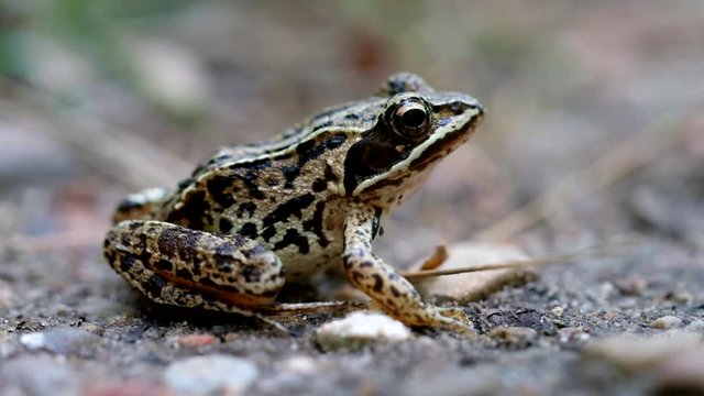 Moorfrosch auf einem Waldweg - Rana arvalis in einer Makroaufnahme - Seitenansicht