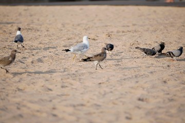 Birds on the Beach