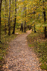 Path in the wood or park.Autumn season
