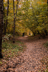Obraz premium Path in the wood or park.Autumn season