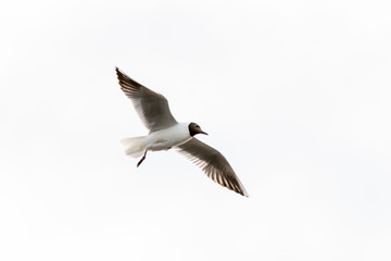 gull gray flies in the white sky high free bird with spread wings wild nature base design