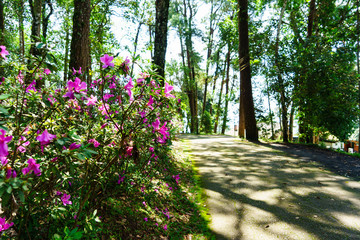 Fototapeta premium The pink flowers at beautiful on Doi Suthep of thailand.
