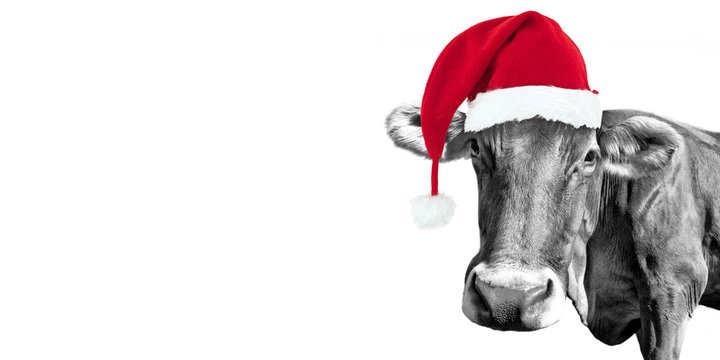 Black and white fun cow isolated on panoramic white background with a Santa hat, 2024 funny Christmas greeting card with copy-space