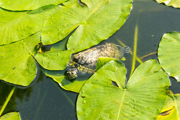 young red-eared turtle swims among the foliage of the water lily lotus in the water looking for food