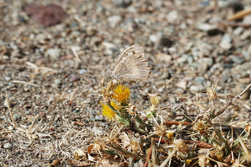 a butterfly lives its last time, enjoying life,

