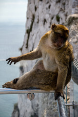 The famous apes of Gibraltar