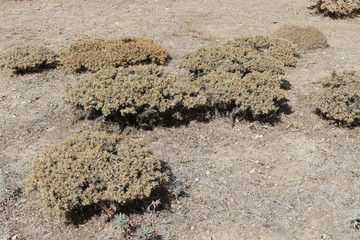 astragalus, herbaceous plants and shrubs, thorny astragalus plant,
