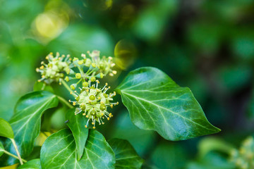 Green blooming hedera in autumn