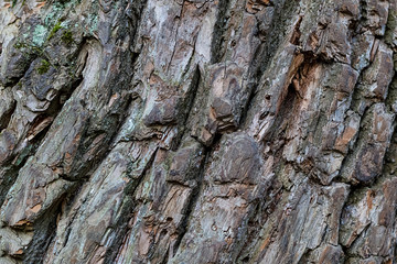 bark oak natural foundation weathered surface part of a large tree rustic design deep streaks