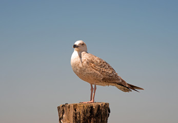Seagull standing on a trunk looking at the sea