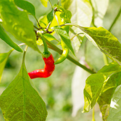 set of young peppers green red pod curved vegetable background in sunlight close-up
