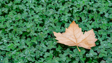Autumn Leaf