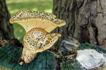 set of mushrooms a pair of fresh fruits growing on an old brown stump weather-beaten against the background of a summer forest