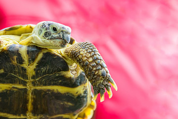turtle aggressive severe muzzle expression close-up portrait of long claws on a scaled paw copy space base