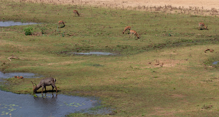Wild African animals (waterbuck and impala) in riverbed in South Africa