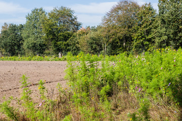 Obraz premium Wild flowers along an agricultural field to increase biodiversity as part of biological farming