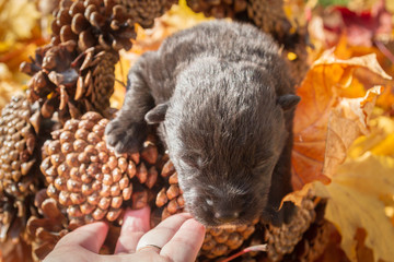 Little black puppy dog pooch in a basket of cones