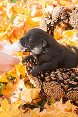 Little black puppy dog pooch in a basket of cones eating milk from a bottle