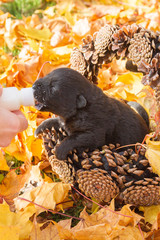 Little black puppy dog pooch in a basket of cones eating milk from a bottle
