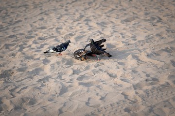 Birds on the Beach