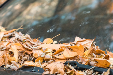 The fallen-down yellow autumn leaves lie on a car cowl. Yellow trees are reflected in a paint and varnish covering of the car and in the driver's glass