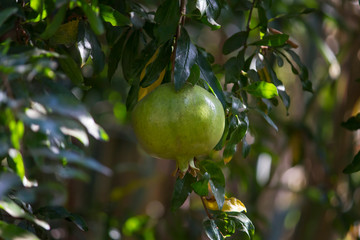 a growing green pomegranate fruit