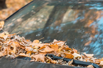 The fallen-down yellow autumn leaves lie on a car cowl. Yellow trees are reflected in a paint and varnish covering of the car and in the driver's glass