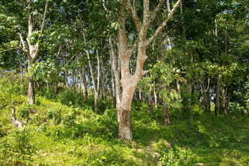 Fototapeta na wymiar Plantations of rubber plants in Weligama, Sri Lanka.
