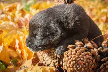 Little black puppy dog pooch in a basket of cones