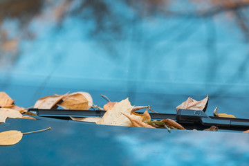 The fallen-down yellow autumn leaves lie on a car cowl. Yellow trees are reflected in a paint and...