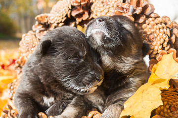 Little black newborn puppies dog pooch in a basket of cones