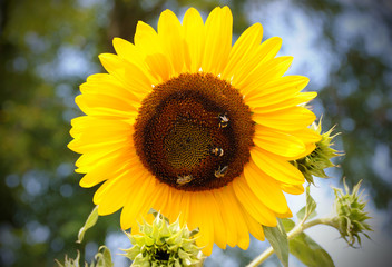 Sunflower in the blu sky with bee