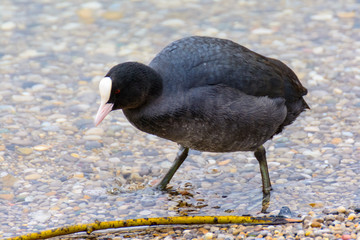 Bläßhuhn laufend am Kiesstrand