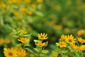 yellow  flowers blossom on green background 