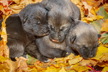 Little black newborn puppies dog mongrels fall lie on the leaves