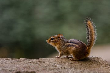 Closeup of a Chipmunk on a Rock with Blurred Background
