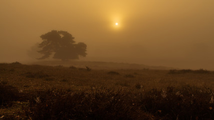Herbstlicher Sonnenaufgang über Heidelandschaft mit Nebel