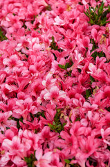 Pink Rhododendron or Azalea blossom flowers in spring time, Nagoya - Japan