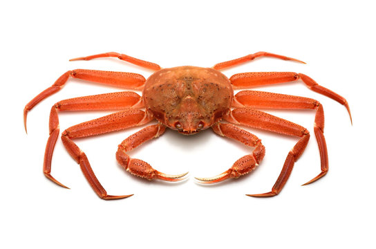 マツバガニ Photos Royalty Free Images Graphics Vectors Videos Adobe Stock