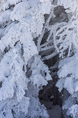 Detail einer schneebedeckten Fichte