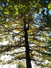 Fototapeta premium Baum im Herbst