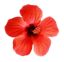 Closeup of hibiscus flower © Ortis