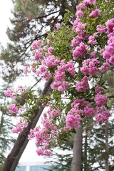 Obraz premium flowers in garden