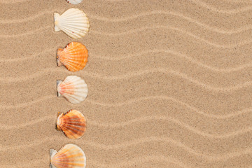 Line made of seashell among sand dunes.