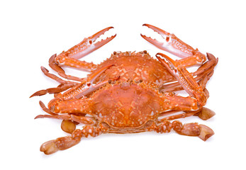 horse crab isolated on white background
