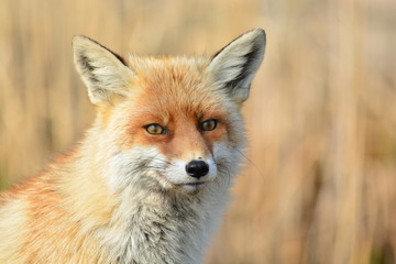 Fototapeta premium Red fox